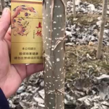 大量107杨树苗，成活率高