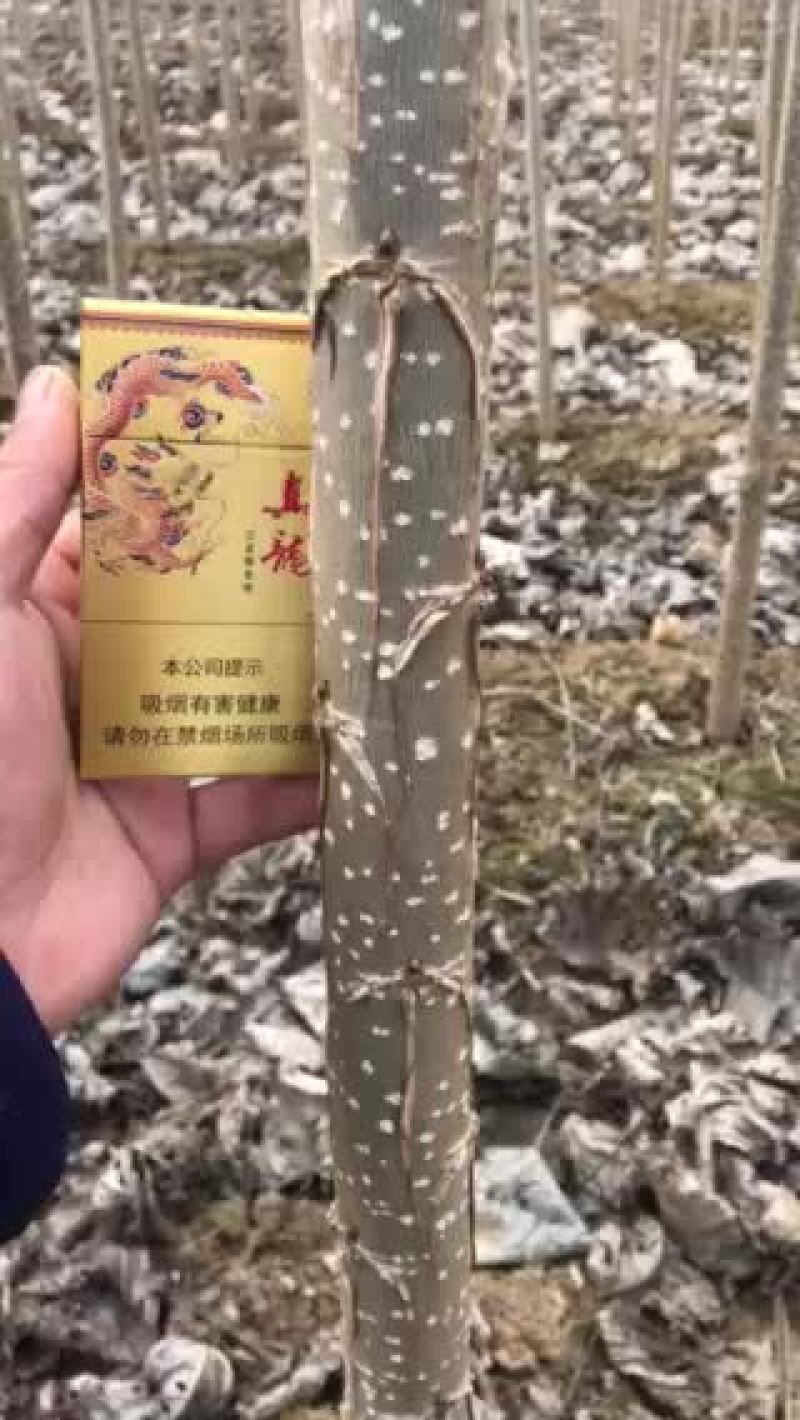大量107杨树苗，成活率高