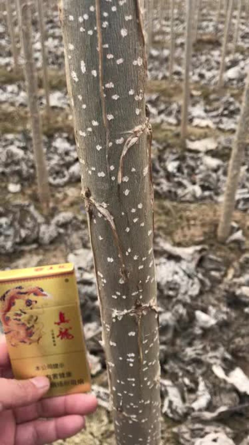 大量107杨树苗，成活率高