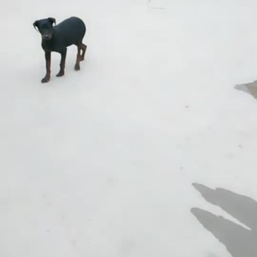 苏联红狗仔