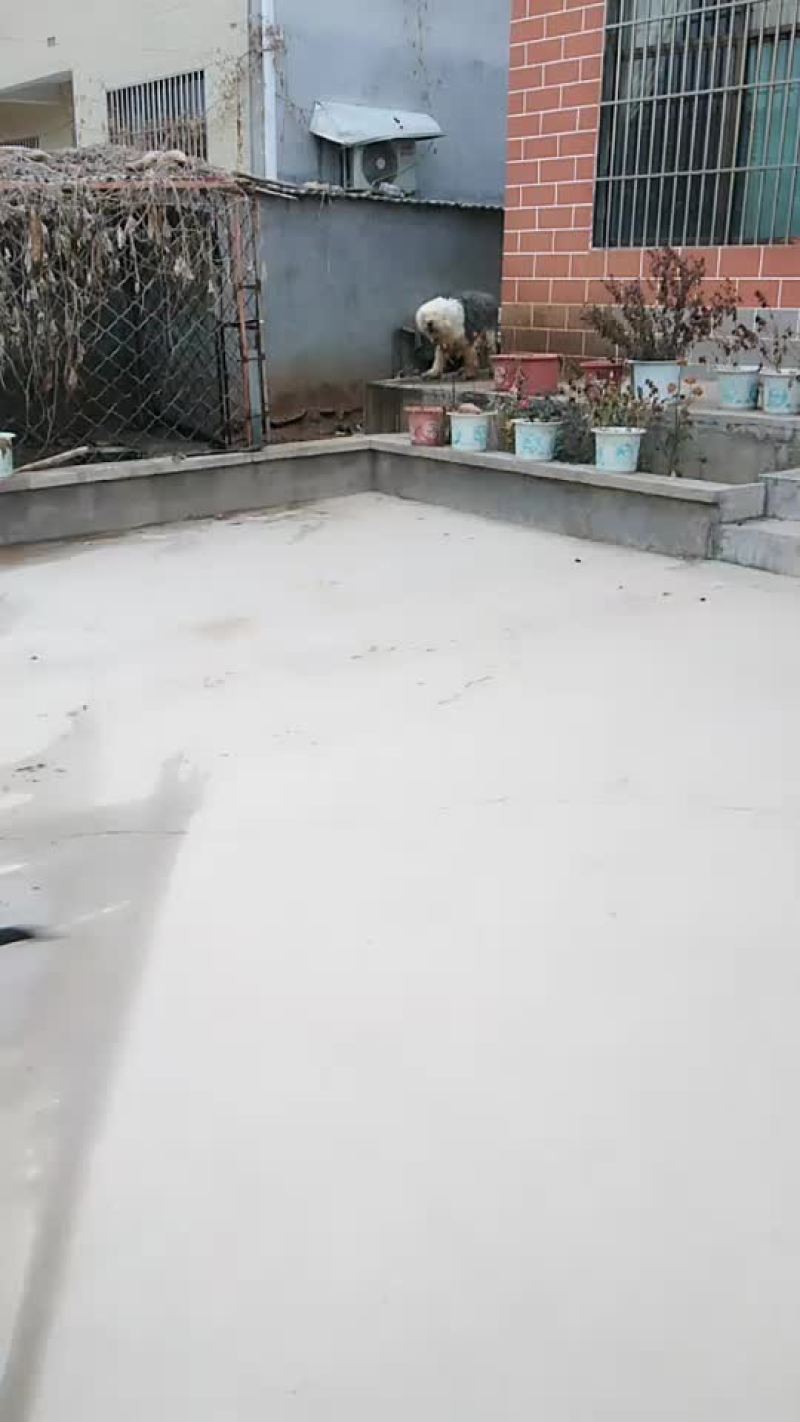 苏联红狗仔