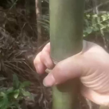 毛竹