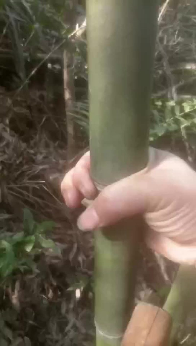 毛竹