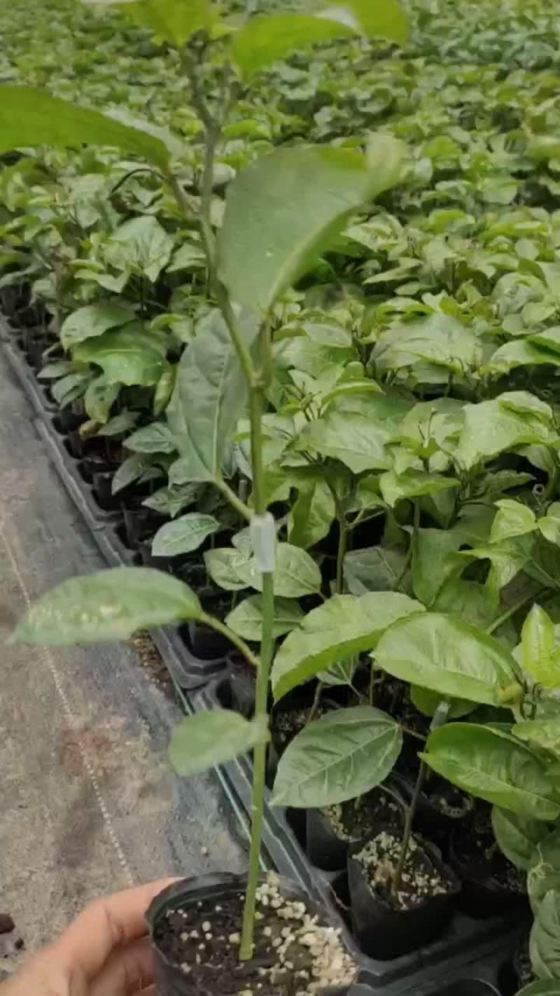 黄金百香果嫁接苗需要的联系我