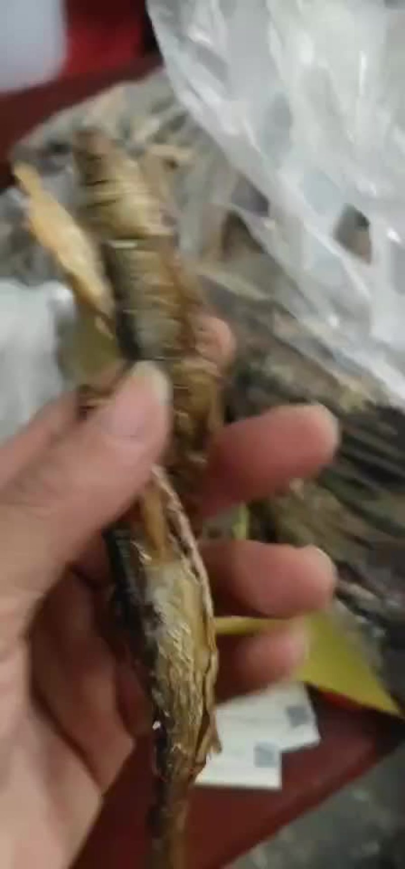 果炭火焙餐条鱼