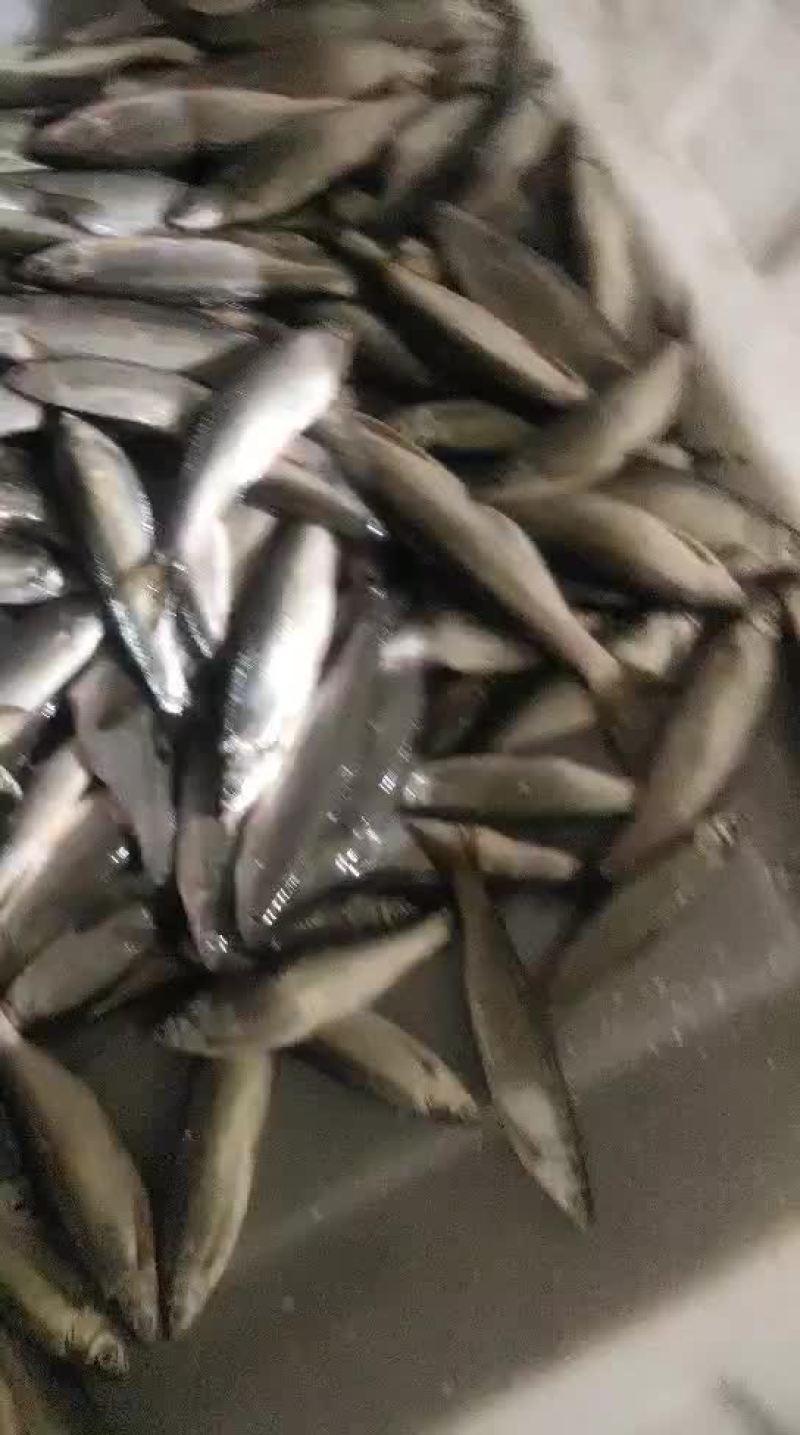 白条鱼餐条鱼蓝刀