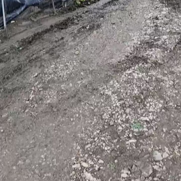 伊乐藻吃不败鱼虾蟹专用水草沉水速生易成活2袋/亩