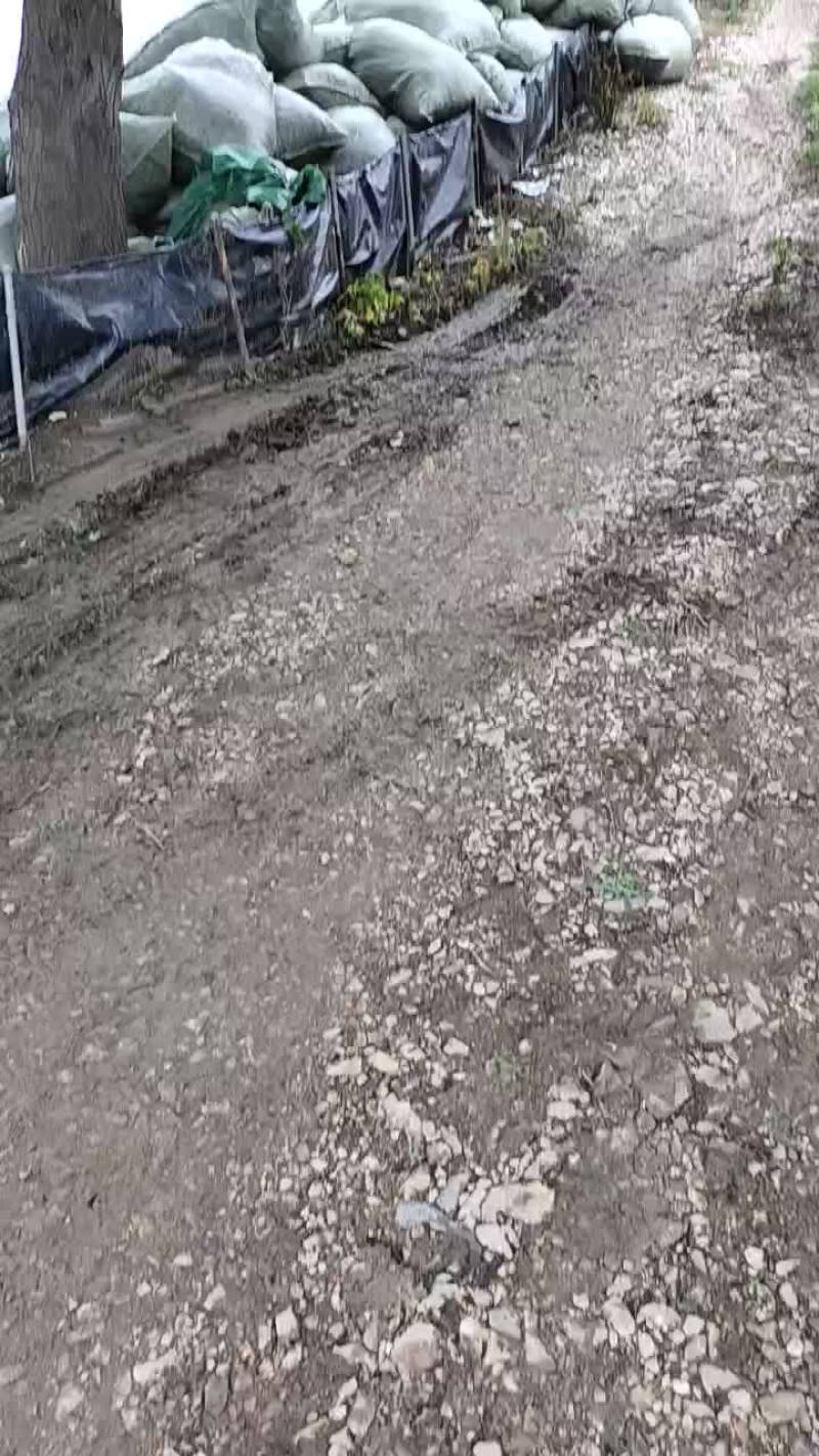 伊乐藻吃不败鱼虾蟹专用水草沉水速生易成活2袋/亩