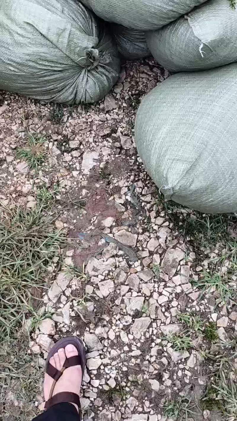 伊乐藻吃不败鱼虾蟹专用水草沉水速生易成活2袋/亩