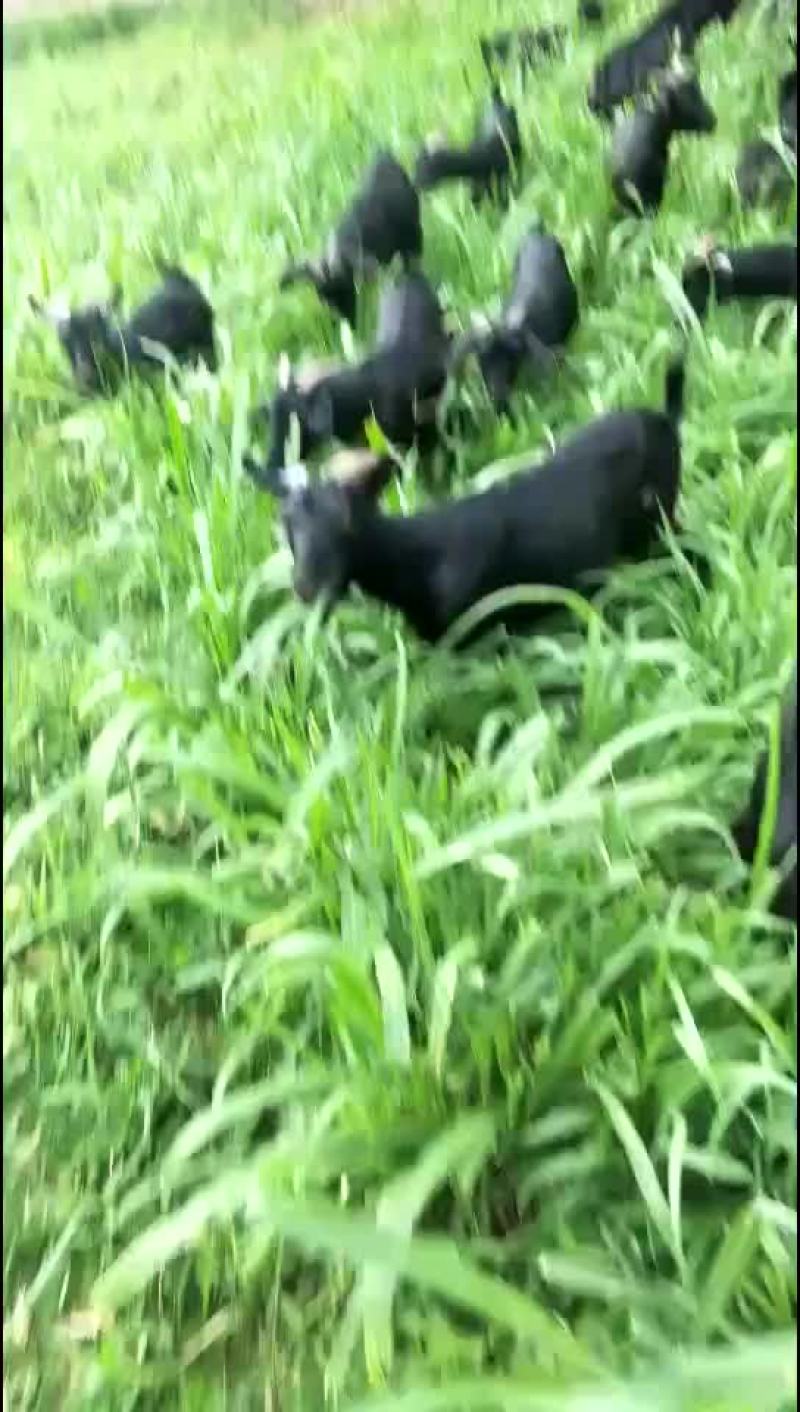努比亚黑山羊羊苗怀孕母羊育肥羊苗效益分析养殖技术