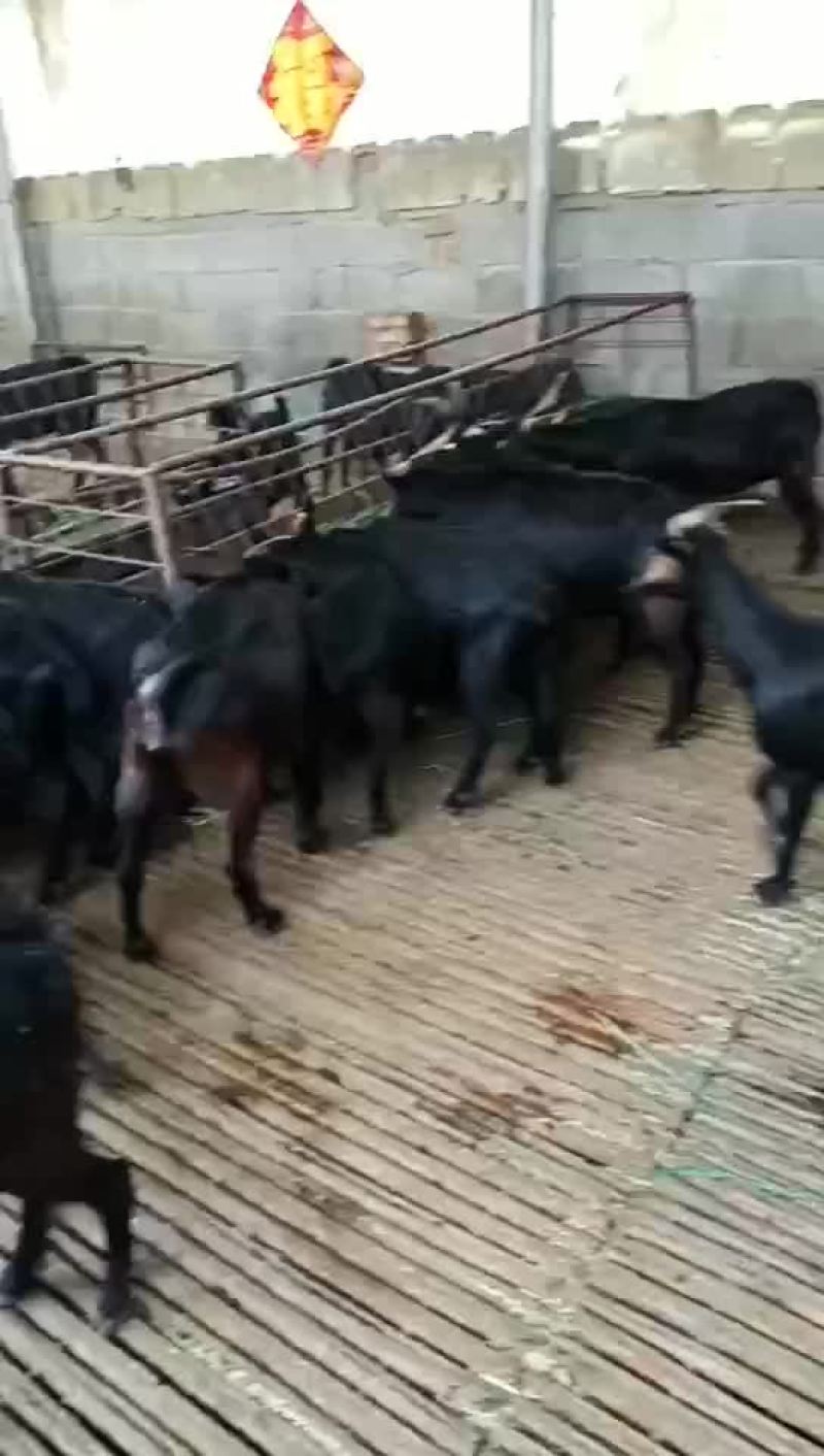 努比亚黑山羊羊苗怀孕母羊育肥羊苗效益分析养殖技术