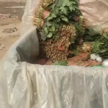 菠菜