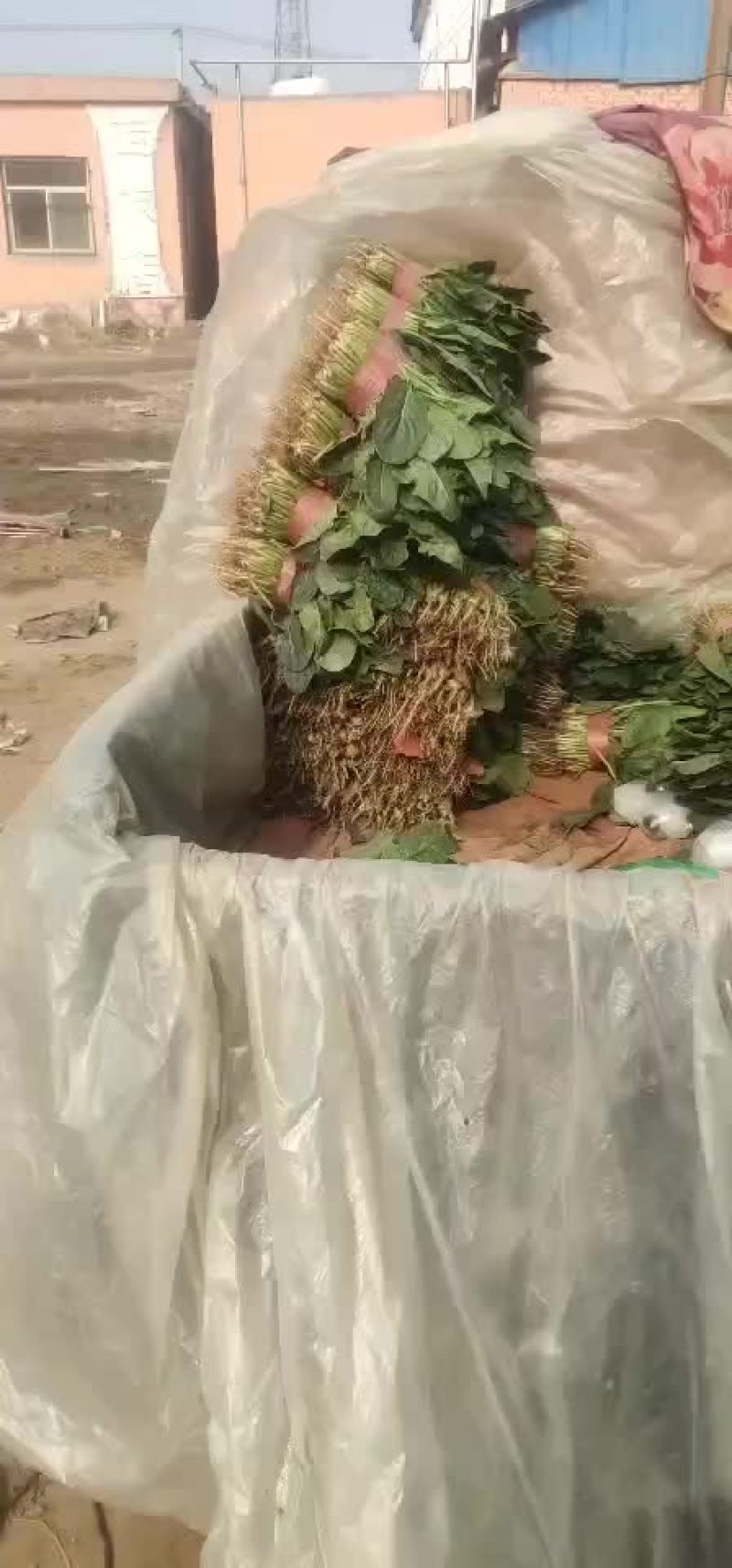 菠菜