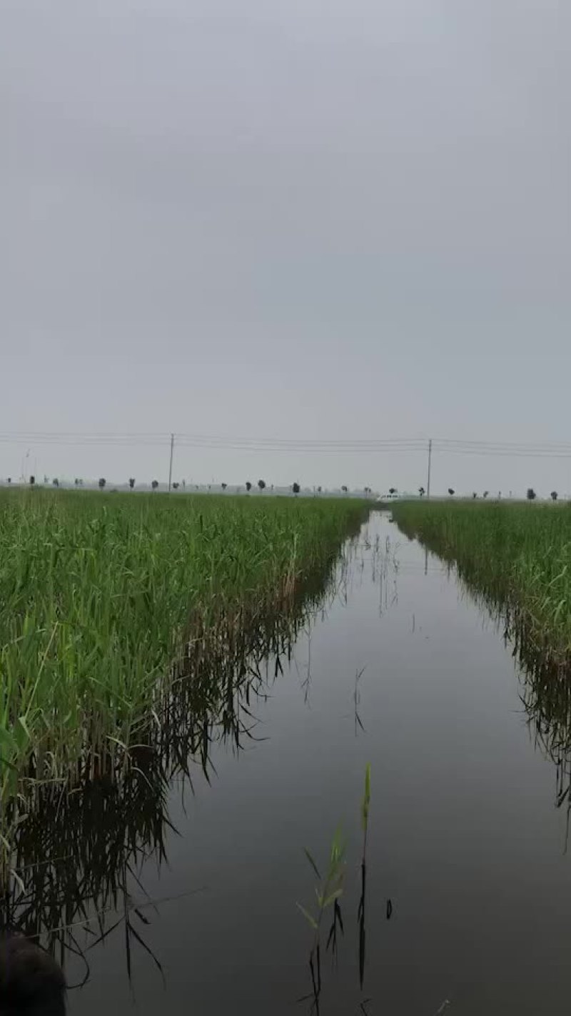 小龙虾