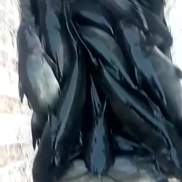 网箱鱼鮰鱼（水库江团鱼）
