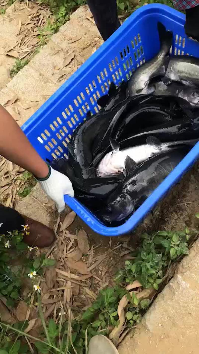 网箱鱼鮰鱼（水库江团鱼）