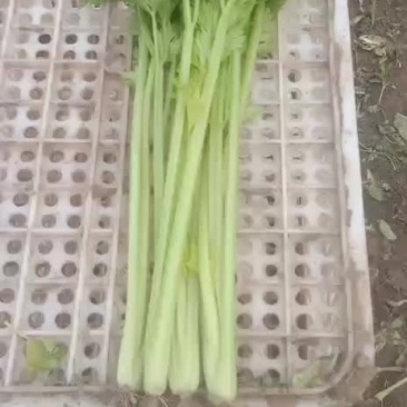 芹菜