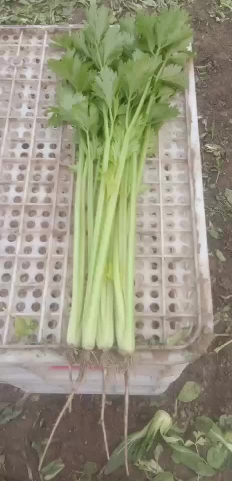 芹菜