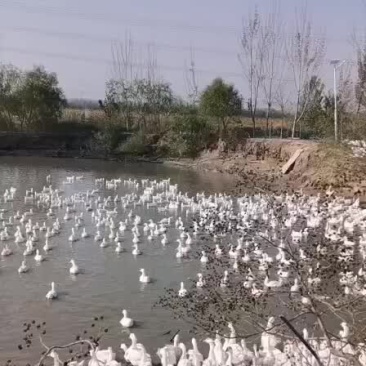 鹅蛋