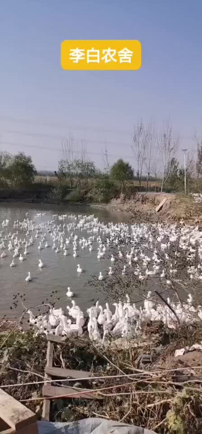 鹅蛋