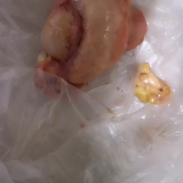 刚杀土鸭的鸭宝