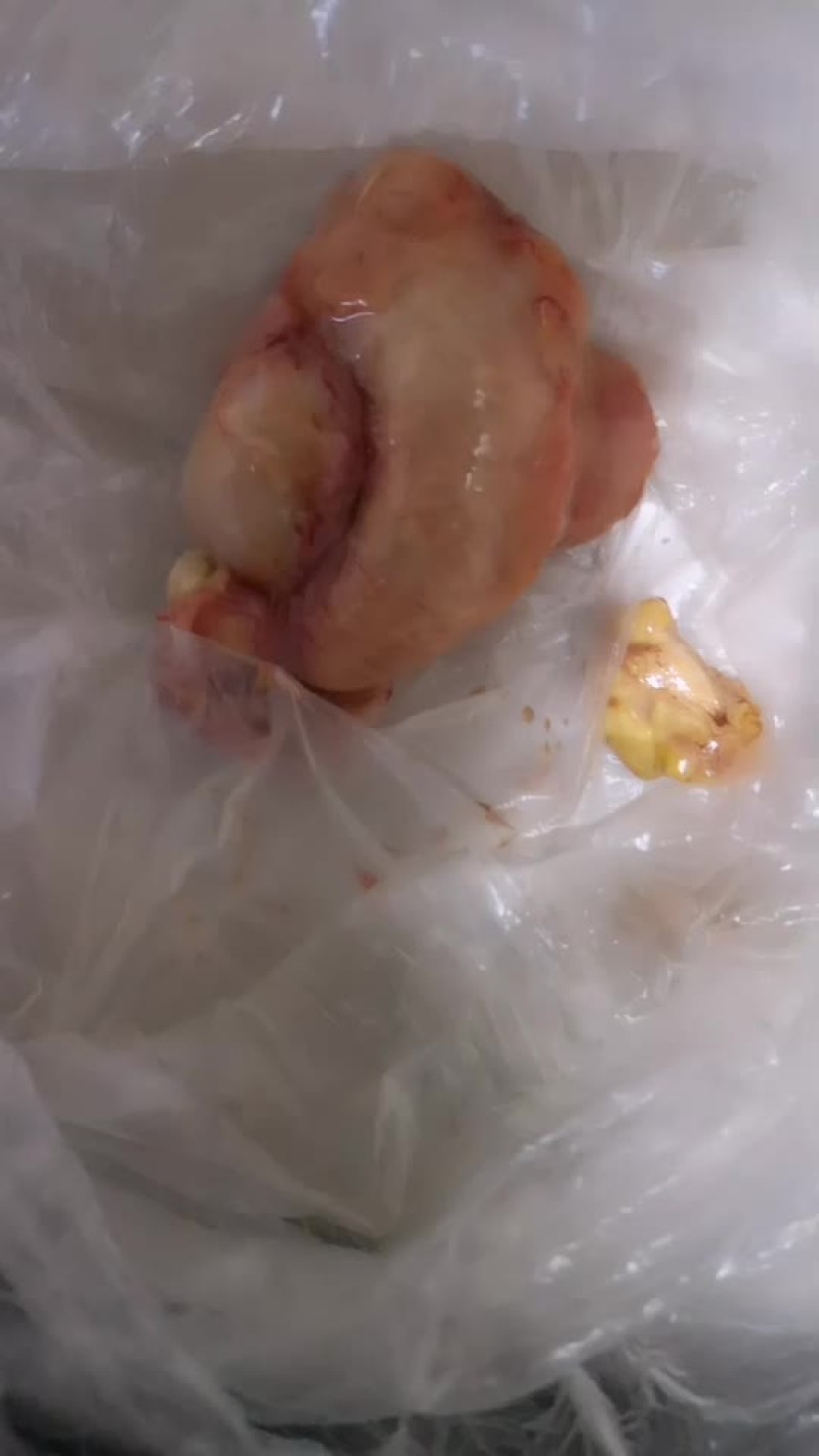 刚杀土鸭的鸭宝