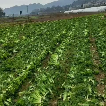 青口白菜