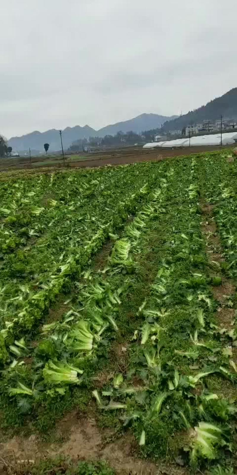 青口白菜