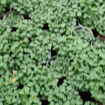 铜钱草