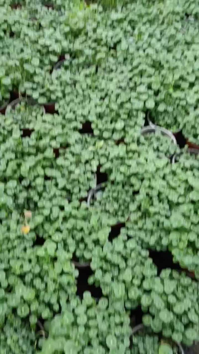 铜钱草