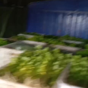 香芹，各类叶菜全国直发产地直销