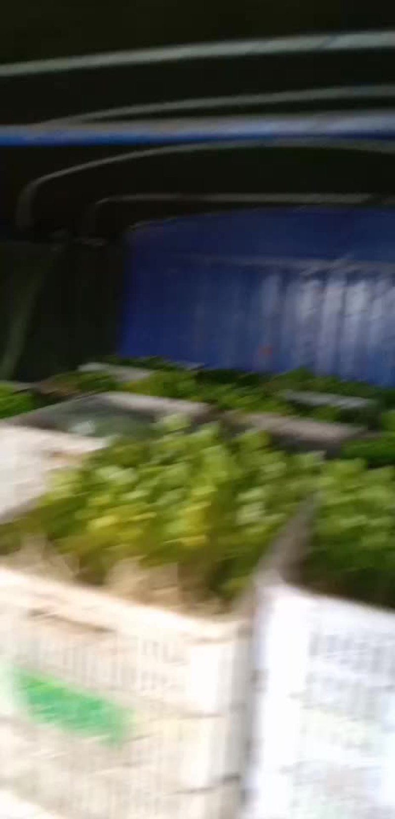 香芹，各类叶菜全国直发产地直销