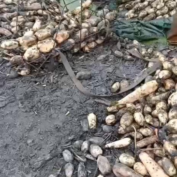 莲藕