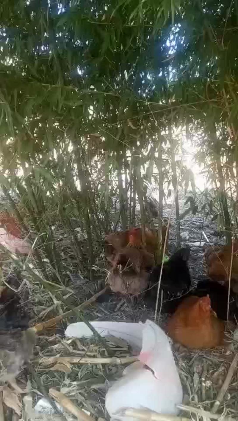 放养鸡
