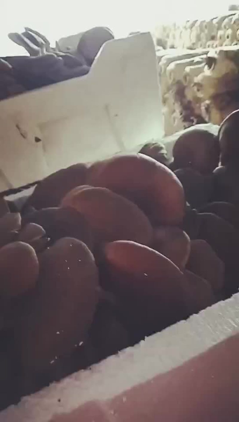 平菇