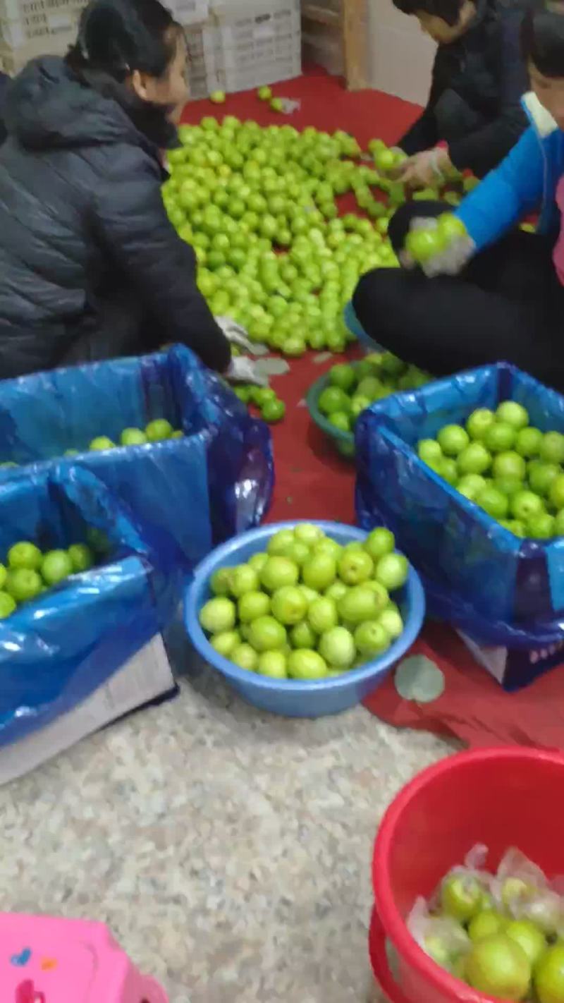 青枣，芭乐