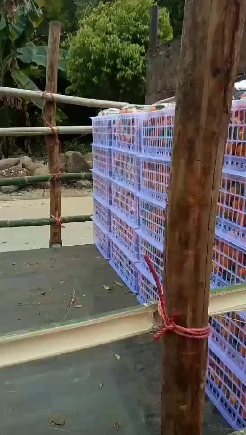 广东始兴产地砂糖橘基地直供市场果电商果加工果