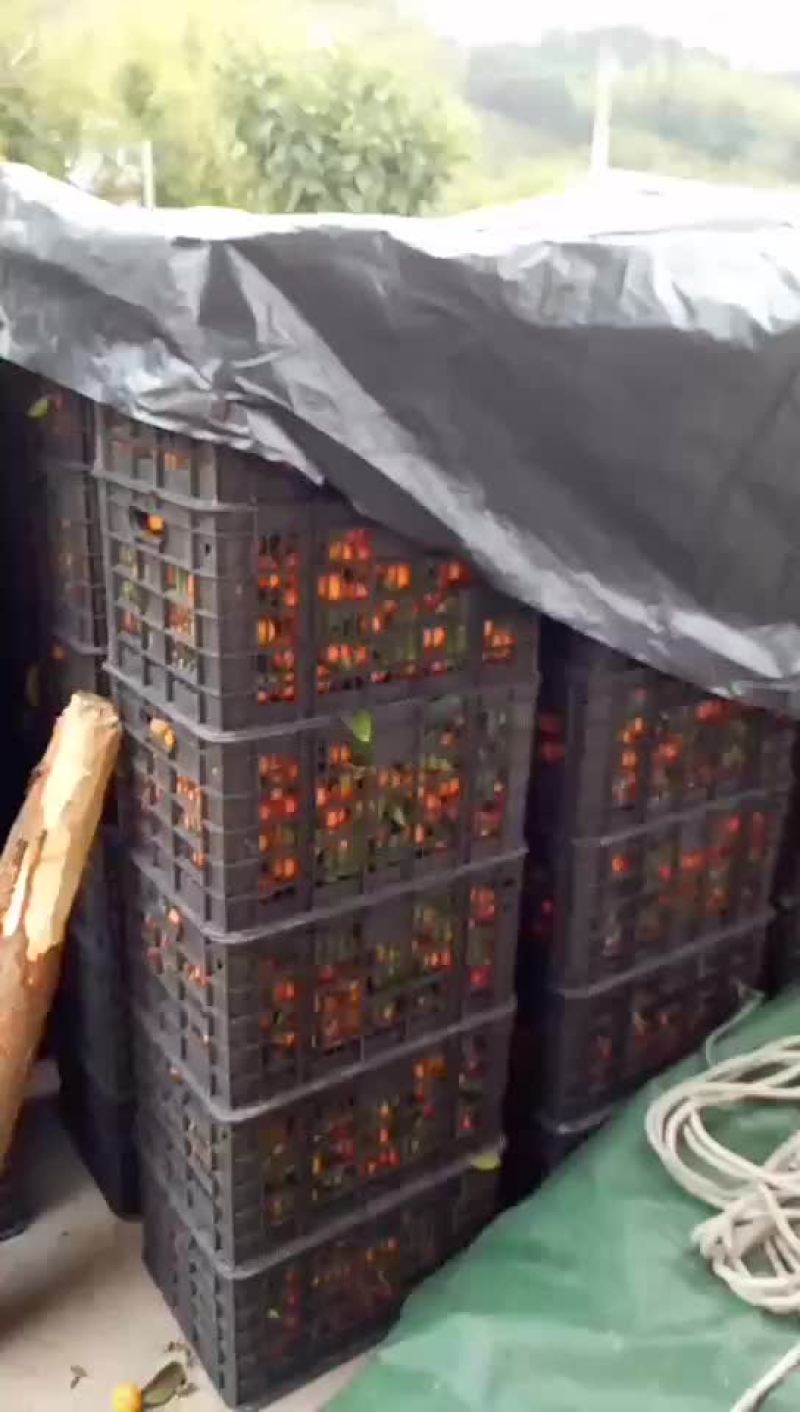广东始兴产地砂糖橘基地直供市场果电商果加工果