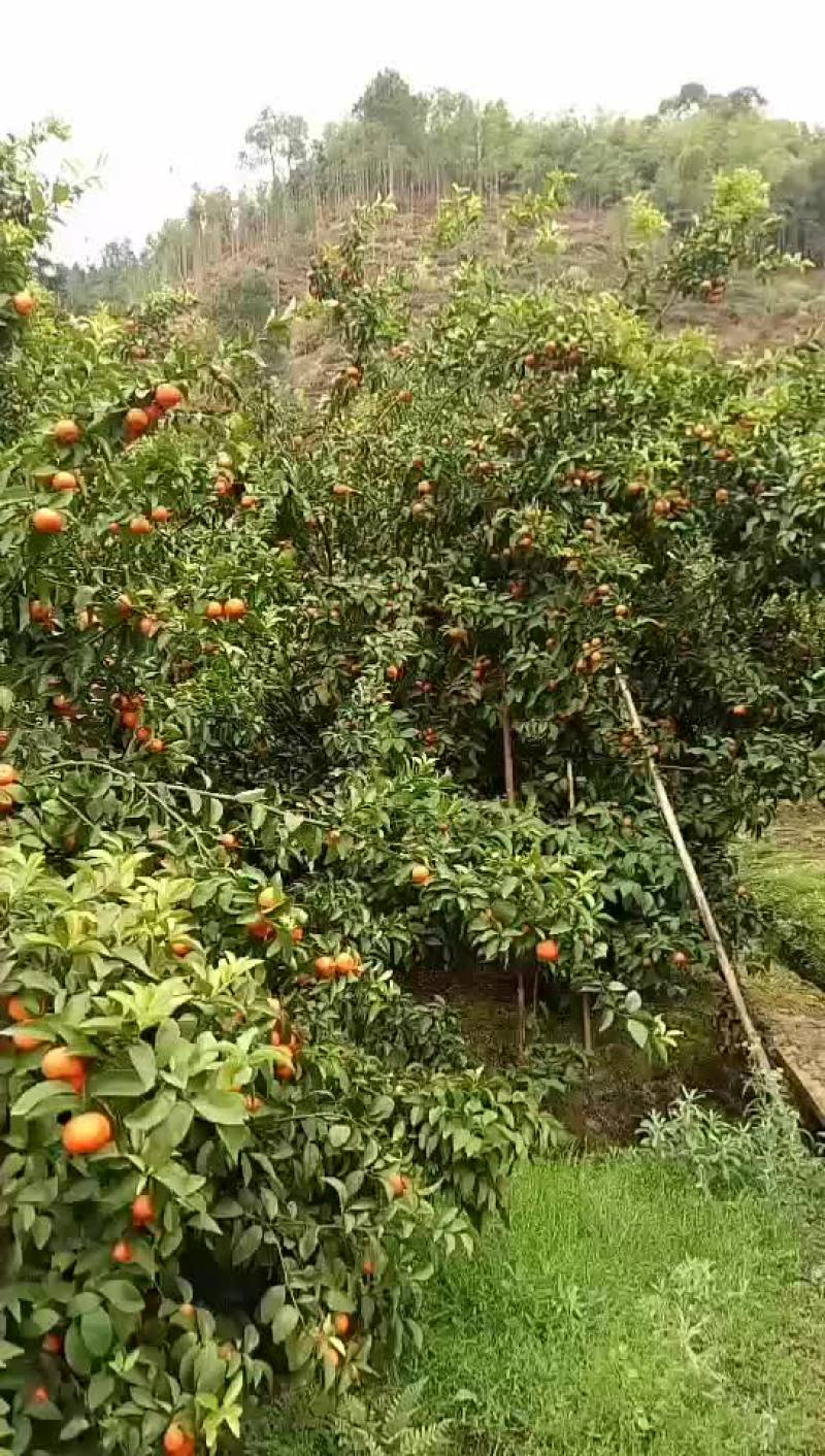 广东始兴产地砂糖橘基地直供市场果电商果加工果
