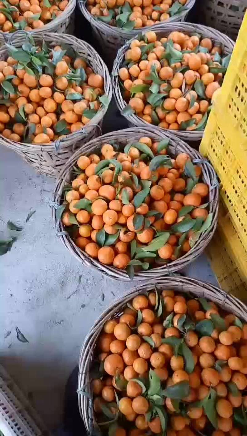 广东始兴产地砂糖橘基地直供市场果电商果加工果