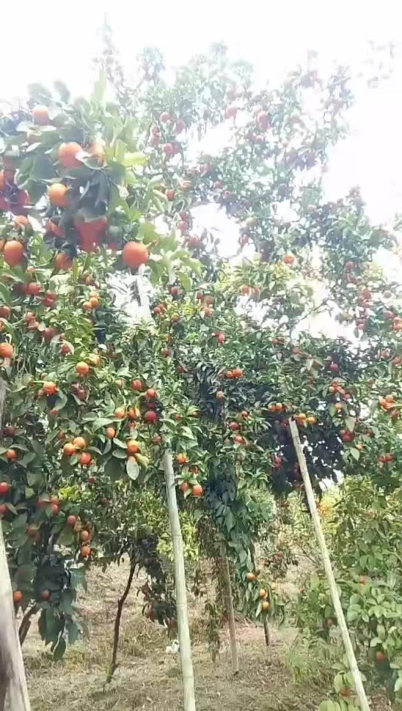 广东始兴产地砂糖橘基地直供市场果电商果加工果