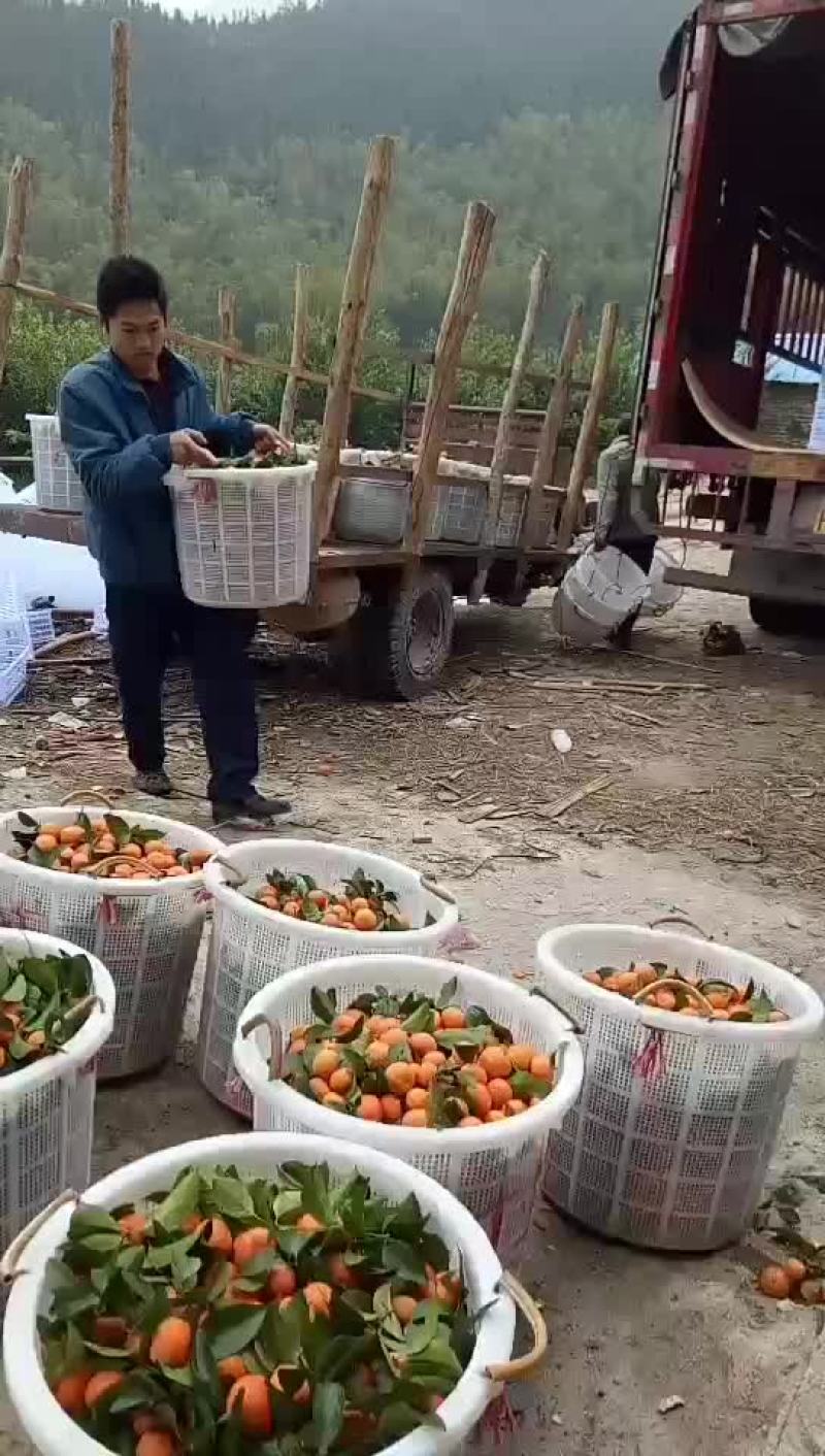 广东始兴产地砂糖橘基地直供市场果电商果加工果