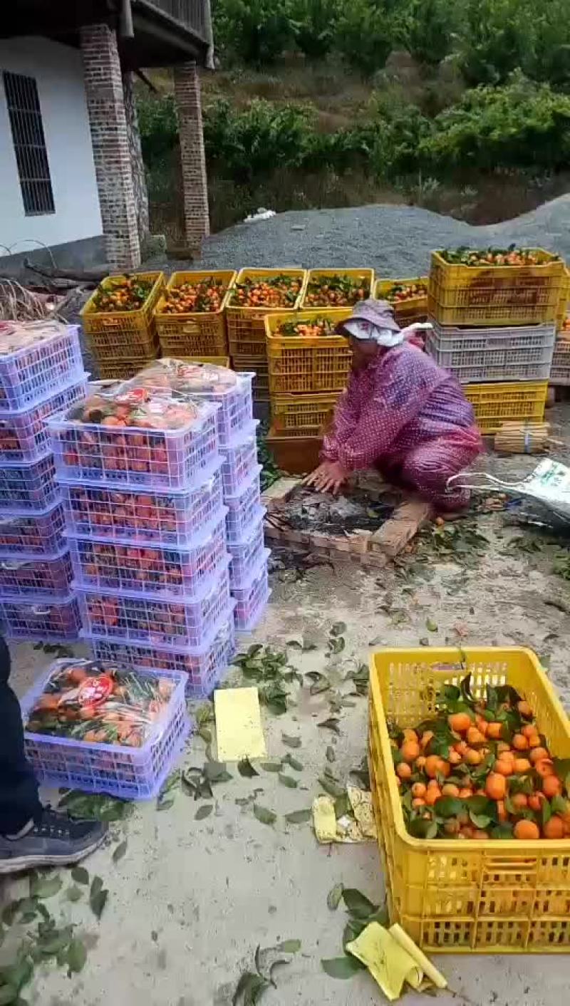 广东始兴产地砂糖橘基地直供市场果电商果加工果