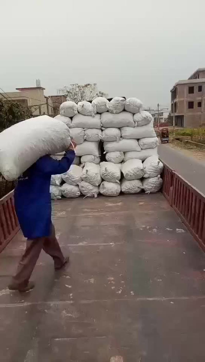 马蹄始兴万亩马蹄种植基地大量供应市场加工厂电商外贸出口