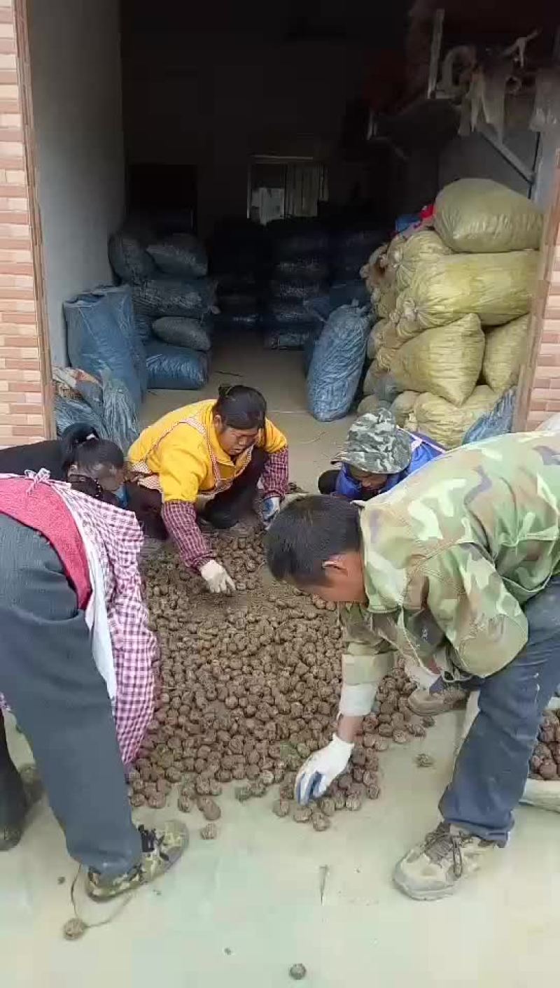 马蹄始兴万亩马蹄种植基地大量供应市场加工厂电商外贸出口