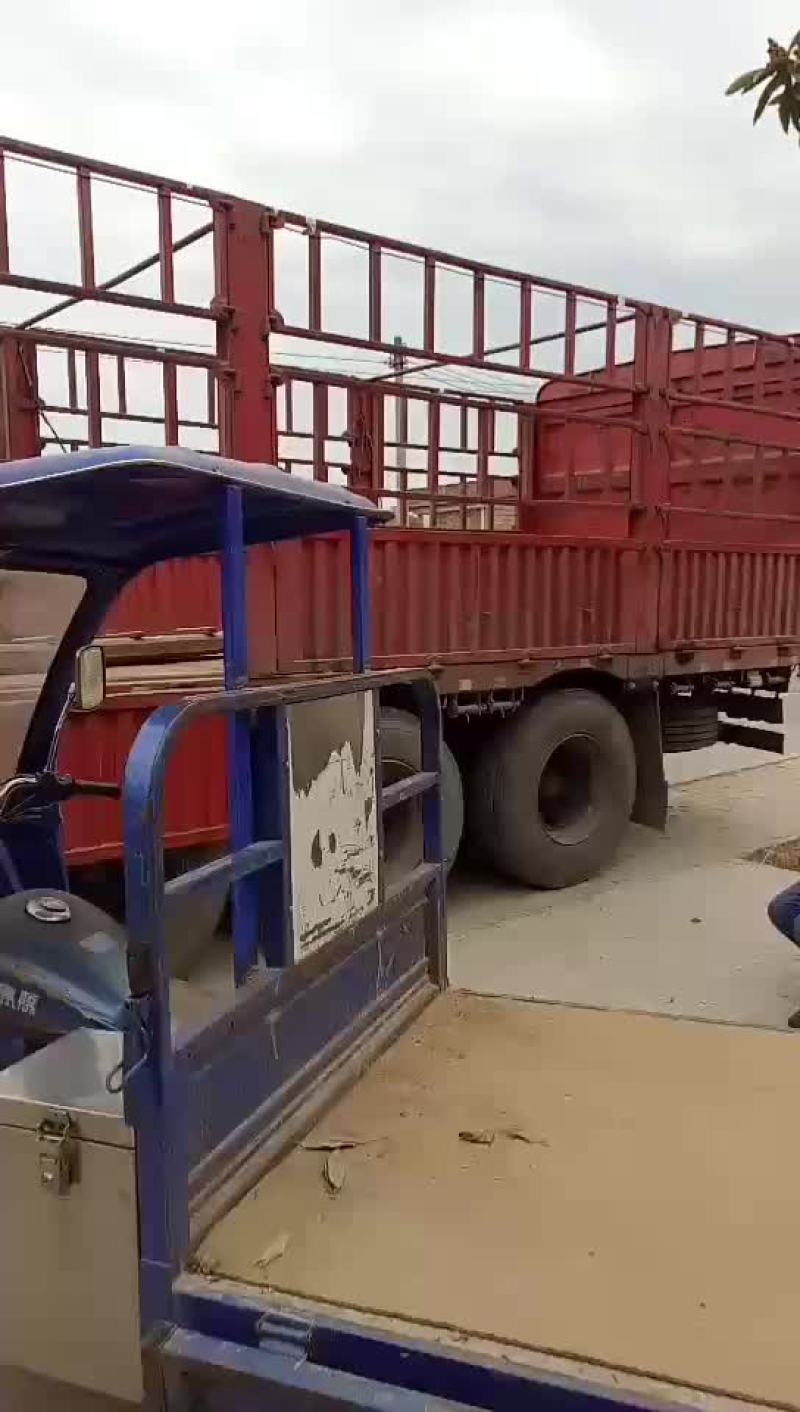 马蹄始兴万亩马蹄种植基地大量供应市场加工厂电商外贸出口