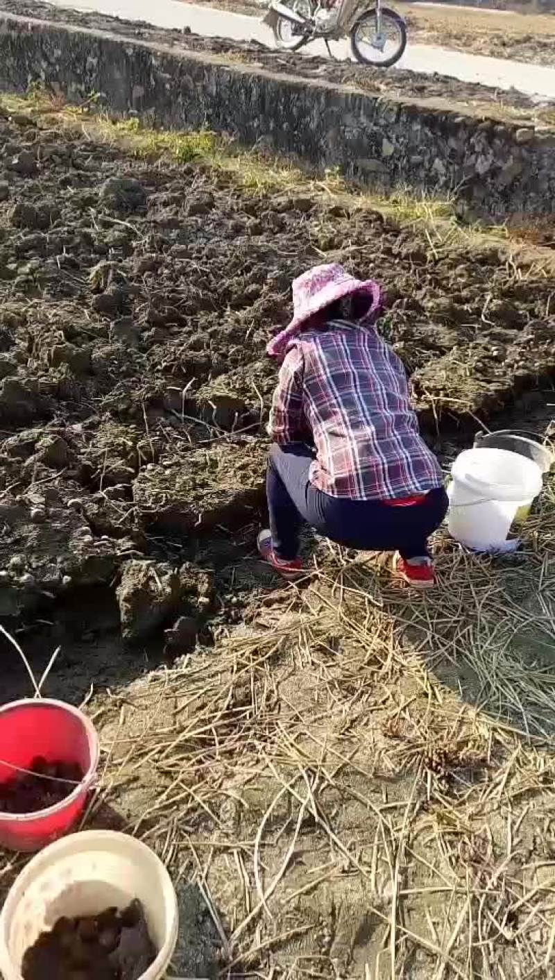 马蹄始兴万亩马蹄种植基地大量供应市场加工厂电商外贸出口
