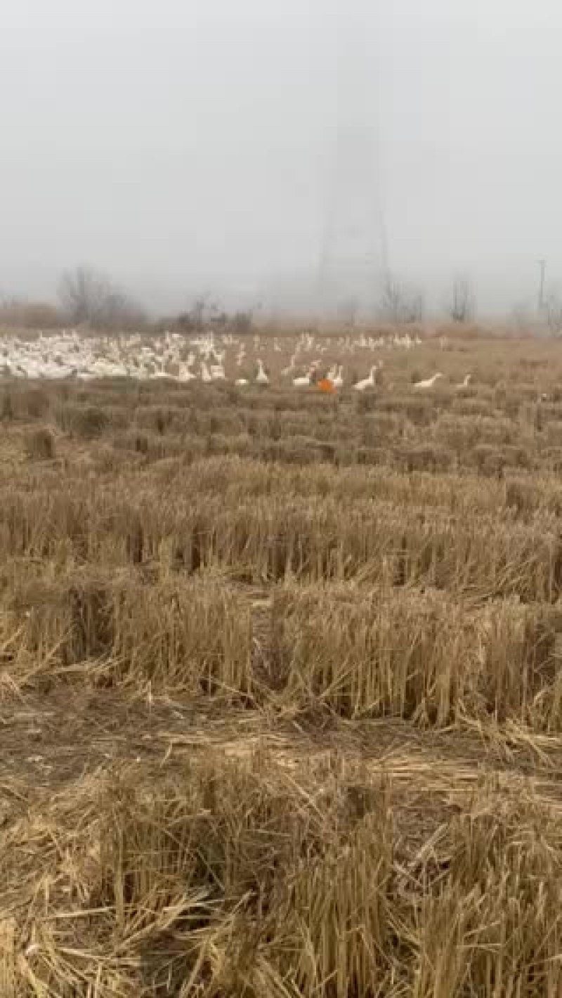 安徽芜湖大白鹅