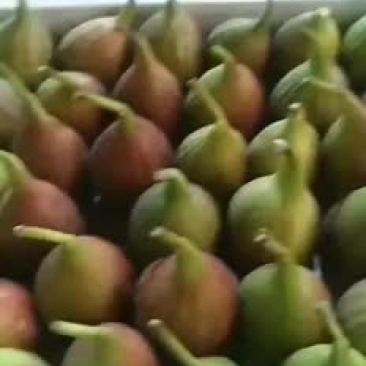 无花果