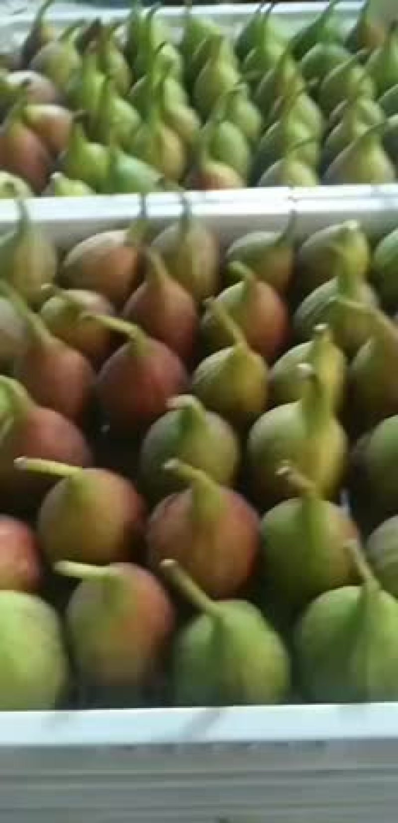 无花果